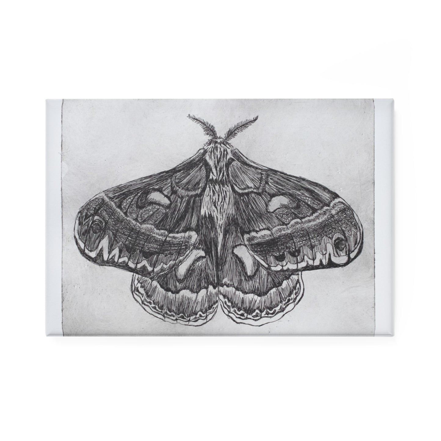 "Dusty" Moth Magnet Copperplate Etching Print by Paige Brown