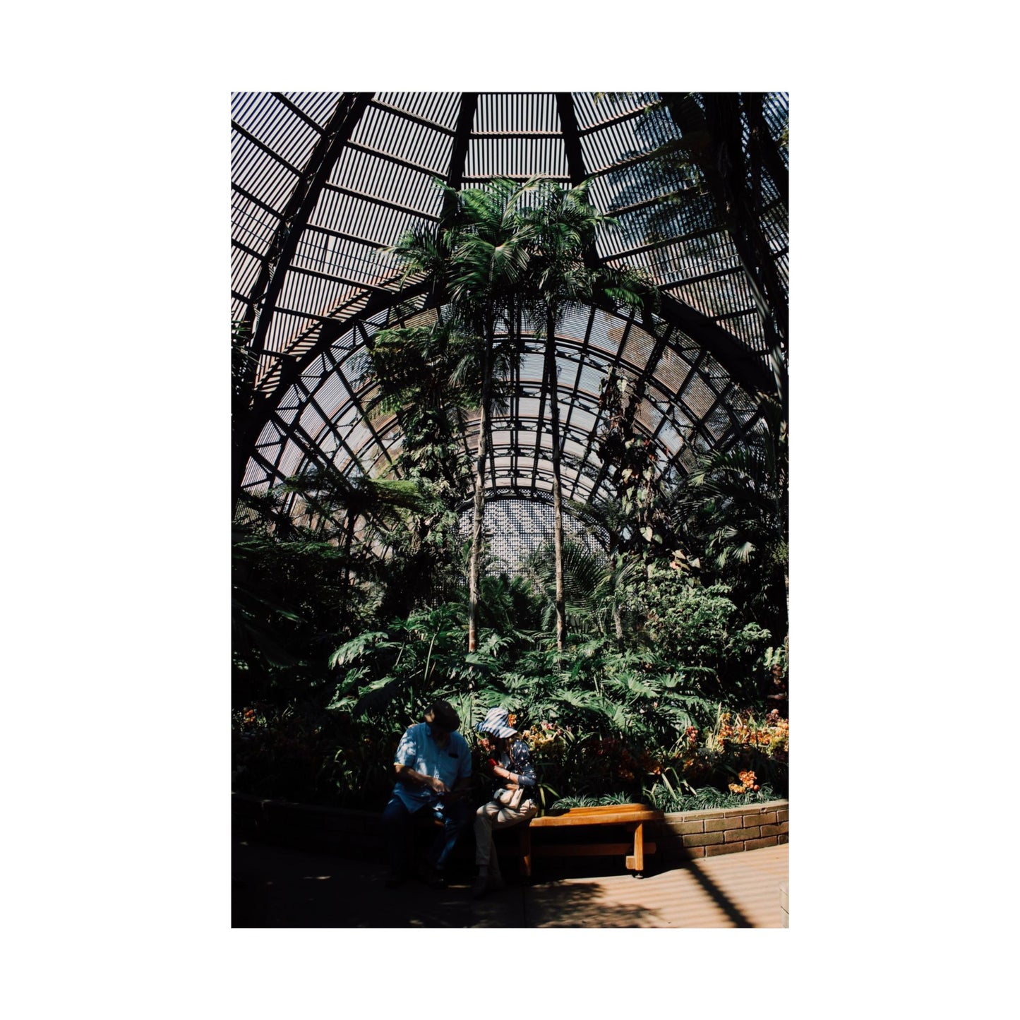 "Herbarium" Print of a photograph by Paige Brown, 2017